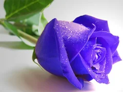 Spill Blue Roses online