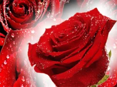 Red Roses — 무료 온라인 게임