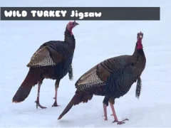 Wild Turkey Jigsaw — لعبة مجانية اون لاين