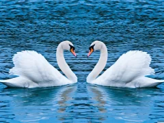 Spill Swans Slide online
