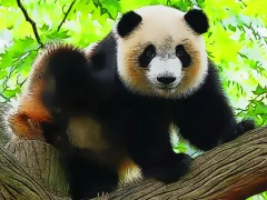 Cute Baby Panda — لعبة مجانية اون لاين