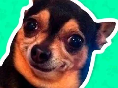 游戏What meme dog are you ?在线