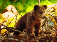 Xogo Cute Baby Bears en liña
