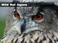 Wild owl Jigsaw – kostenloses Online-Spiel