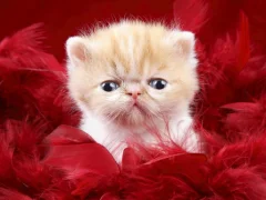 Peli Funny Kitty verkossa