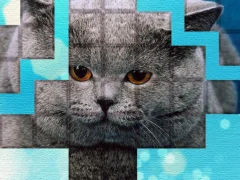 PicPu Cat  – tasuta veebimäng