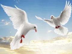 Flying Birds — 무료 온라인 게임