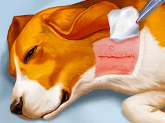 Permainan Dog Hospital secara online