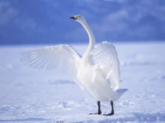 Igra Graceful Swans spletu