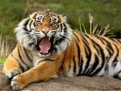 Animals Jigsaw Puzzle Tiger — 무료 온라인 게임
