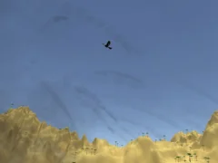 Toucan Shooter — 무료 온라인 게임