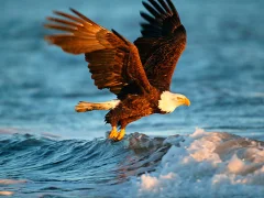 Animals Jigsaw Puzzle Eagle — 무료 온라인 게임
