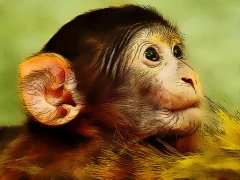 Spel Funny Baby Monkey på nätet