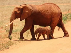 Xogo Animals Jigsaw Puzzle - Elephants en liña