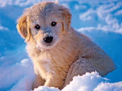 Spel Winter Pets Puzzle på nätet