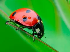 Ladybug Match3 — لعبة مجانية اون لاين