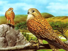 Birds of Prey Slide – tasuta veebimäng
