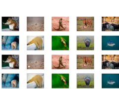 Spill Animal Memory online