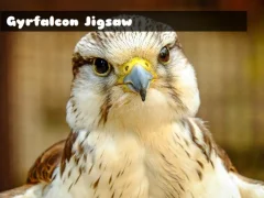 Gyrfalcon Jigsaw – kostenloses Online-Spiel