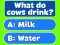 Trivia! Best Family Quiz — free online game