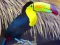 Spil Toucan Bird Jigsaw online