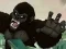 Big Bad Ape
