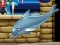 My dolphin show 6