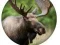 Animal Quiz 