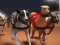 Greyhound Racing