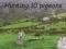 Pigeons Hunting