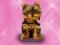 Wash Pets Princess Kids    