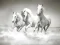 Hra Horses Puzzle