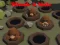 Whack A Mole