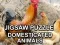 Jigsaw Puzzle Domesticated Animals