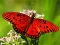 Nature Jigsaw Puzzle Butterfly — darmowa gra online