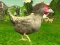 Chicken Shooter