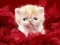 Funny Kitty