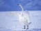 Graceful Swans