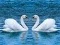 Swans Slide