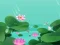 Lotus Flowers