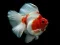 Gold Fish Jigsaw Puzzle
