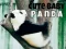 Cute Baby Panda