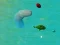 HappySharks.io
