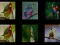 Memorize the birds