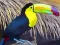 Toucan Bird Jigsaw