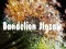 Dandelion Jigsaw
