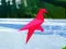 Bird Shooting