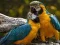 Parrot Jigsaw