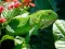 Wild Iguana