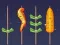 Barbecue Match